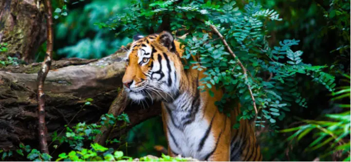 Musoori, Nainital & Corbett